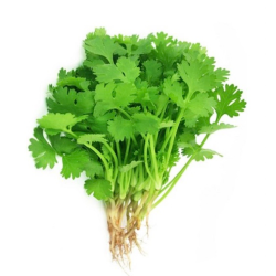 Coriander