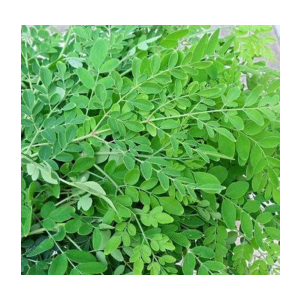 Drumstick leaf | Moringa leaf