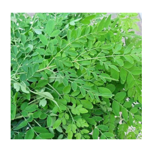 Price reduced- Drumstick leaf | Moringa leaf