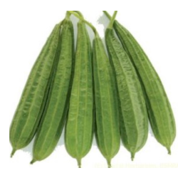 Ridge Gourd | Turia| Dodka